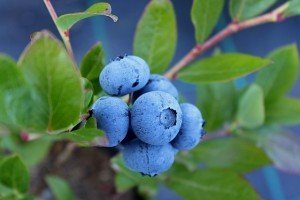 blueberries tree nutritious
