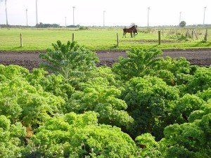 kale farm benefits