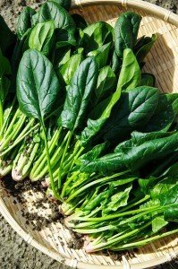 Health benefits of spinach
