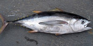 tuna healthy benefits 