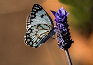 Lavender has many benefits butterfly