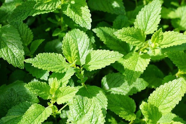 mint leaves have many benefits