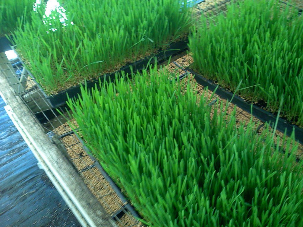 wheatgrass health benefits
