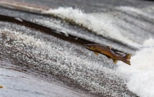 salmon swimming upstream in river