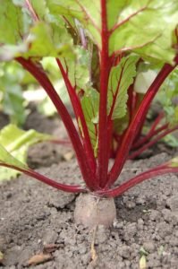beetroot nutritious