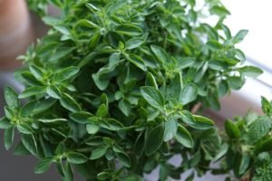 oregano herb healthy
