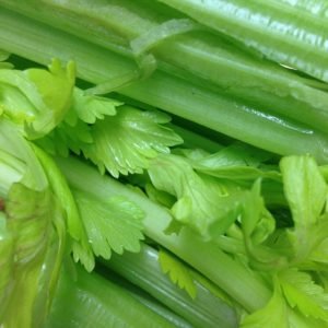 celery nutritious vegetable