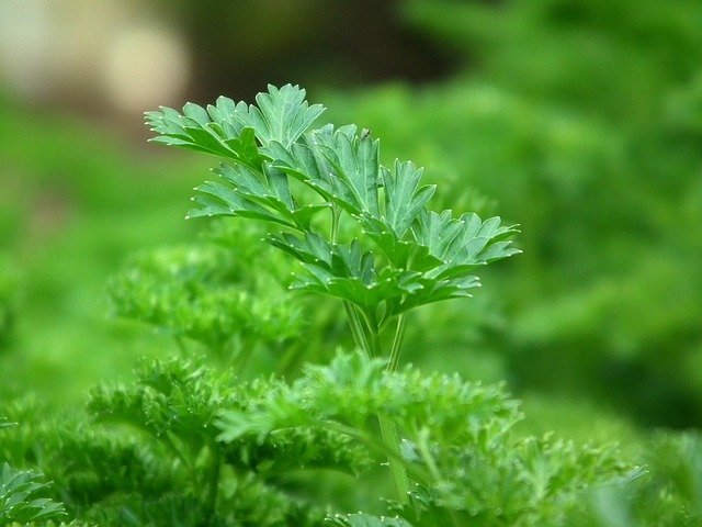 parsley healthy