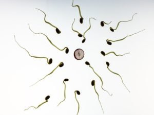 ivf sperm