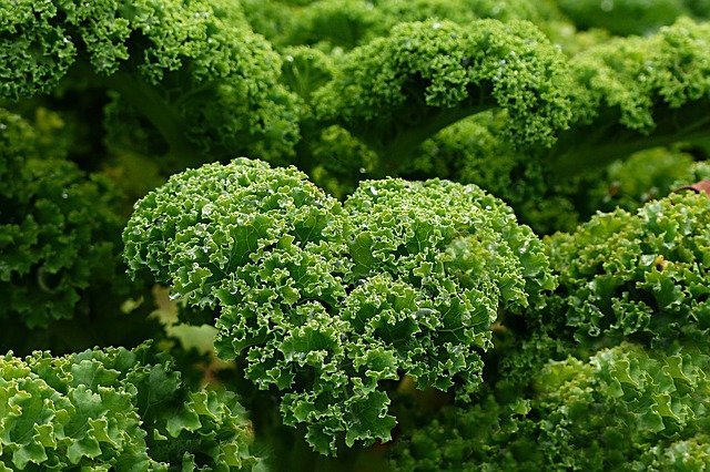 kale has many health benefits