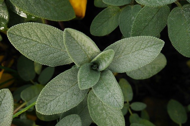 sage leaf health benefits