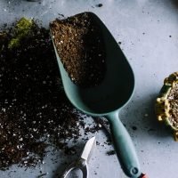 soil based probiotics
